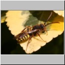 Nomada flava  - Wespenbiene w21.jpg